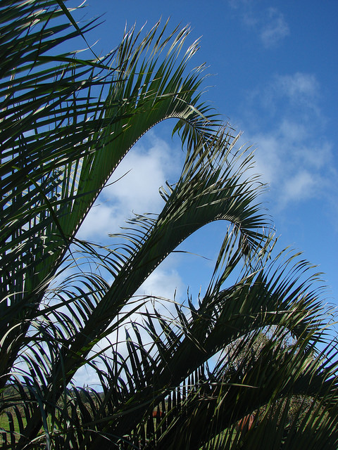 Palmier triangle (Dypsis decaryi)