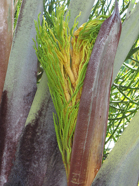 Palmier triangle