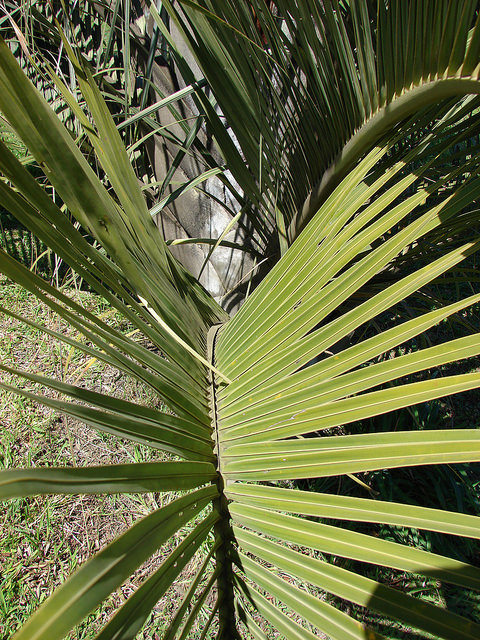Palmier triangle