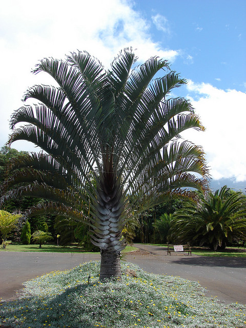 Palmier triangle