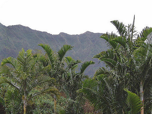 Aréca