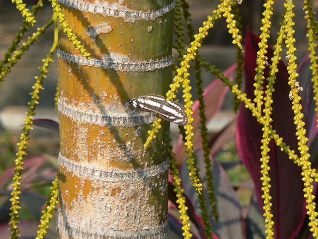 Aréca (Dypsis lutescens)