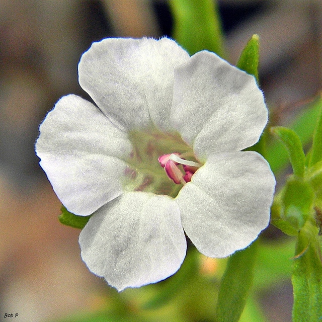 Dyschoriste angusta (Dyschoriste angusta)