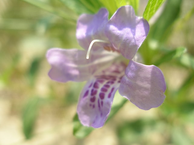 Dyschoriste oblongifolia (Dyschoriste oblongifolia)
