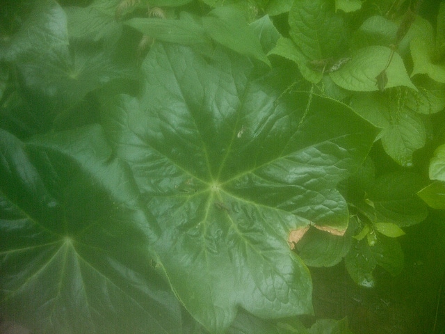 Dysosma pleiantha (Dysosma pleiantha)