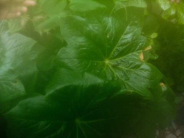Dysosma pleiantha