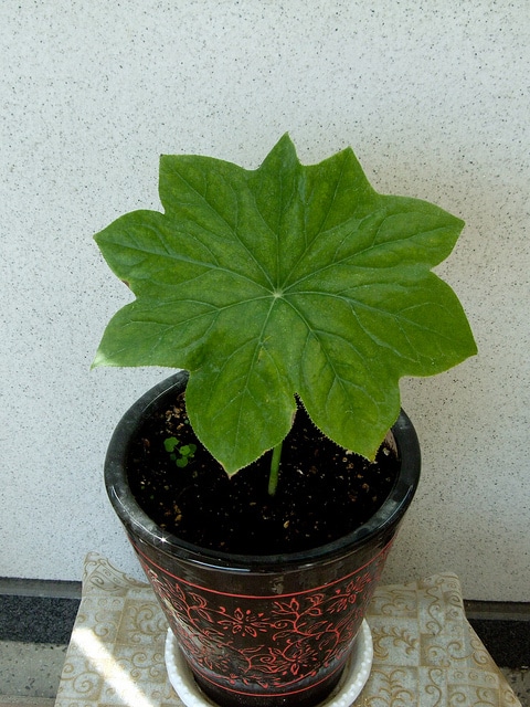 Dysosma pleiantha
