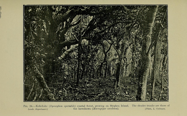Dysoxylum spectabile (Dysoxylum spectabile)