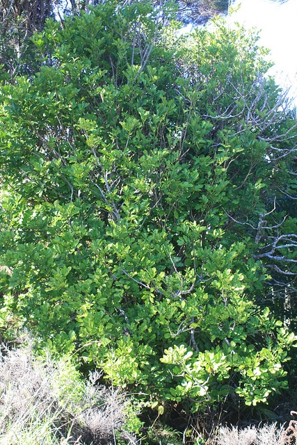 Dysoxylum spectabile