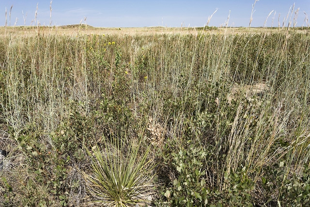 Ansérine à épis (Dysphania botrys)