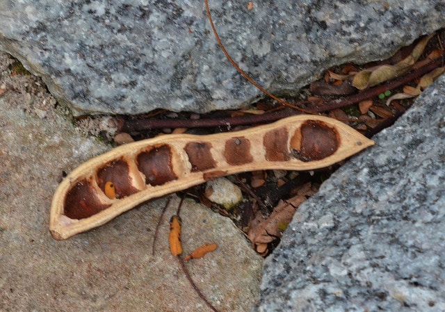 Ebenopsis ebano