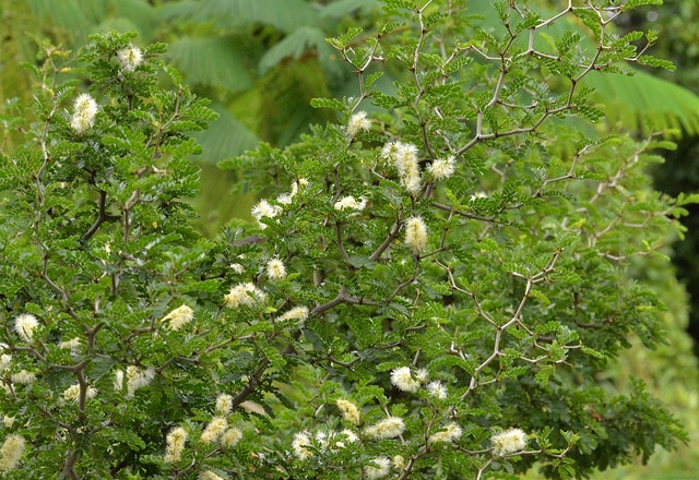 Ebenopsis ebano