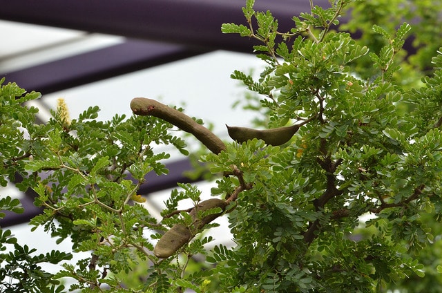 Ebenopsis ebano