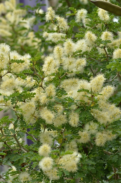 Ebenopsis ebano