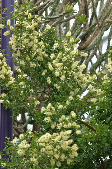 Ebenopsis ebano