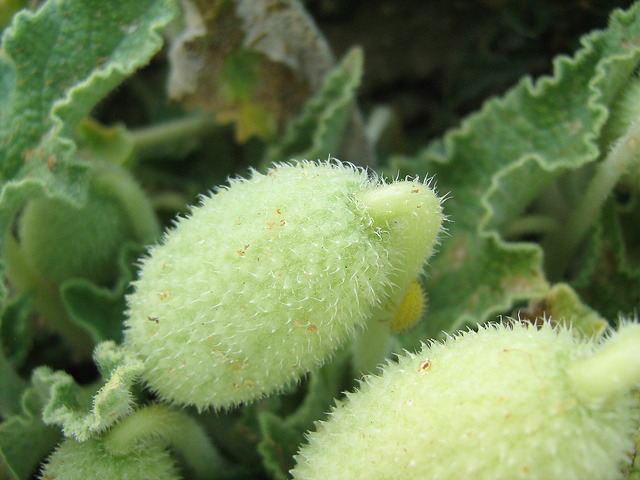 Ecballium elaterium