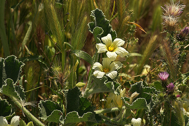 Ecballium elaterium