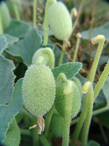 Ecballium elaterium