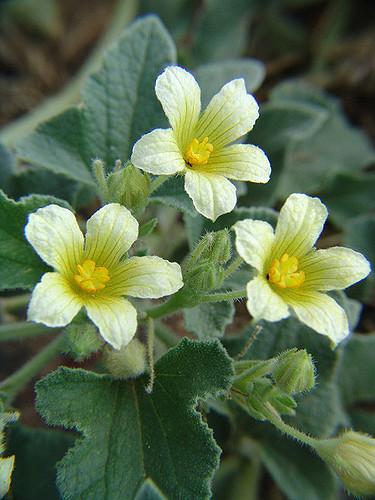Ecballium elaterium