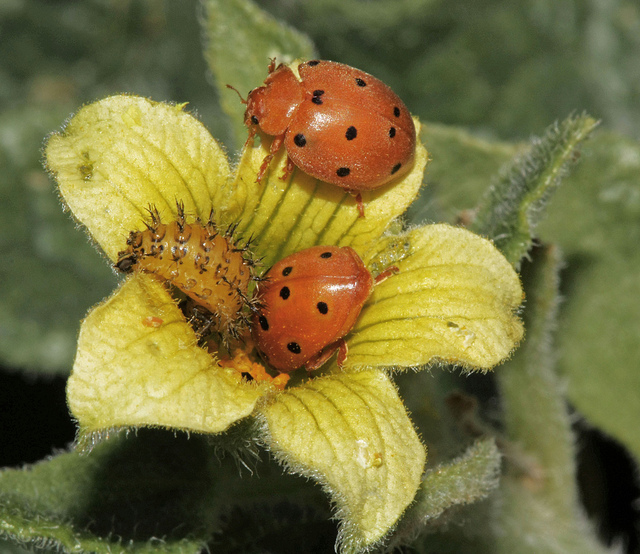 Ecballium elaterium