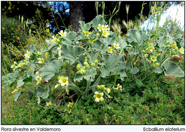 Ecballium elaterium (Ecballium elaterium)