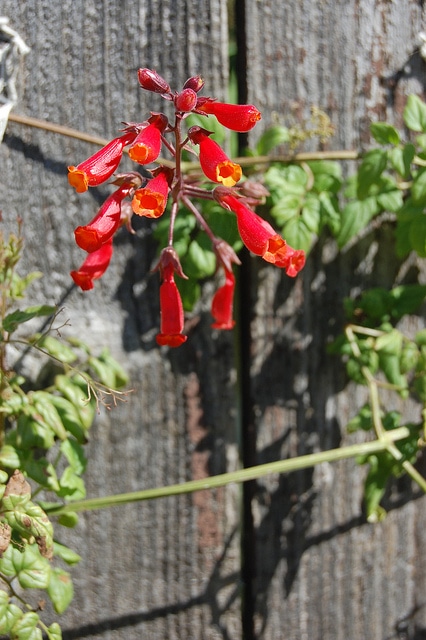 Eccremocarpus scaber