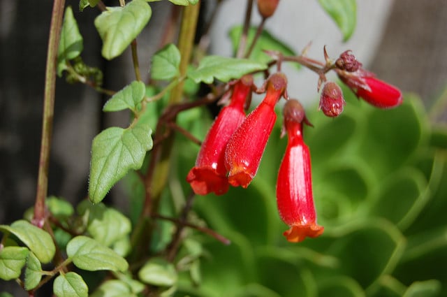 Eccremocarpus scaber
