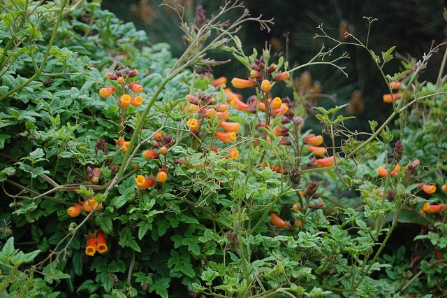 Eccremocarpus scaber