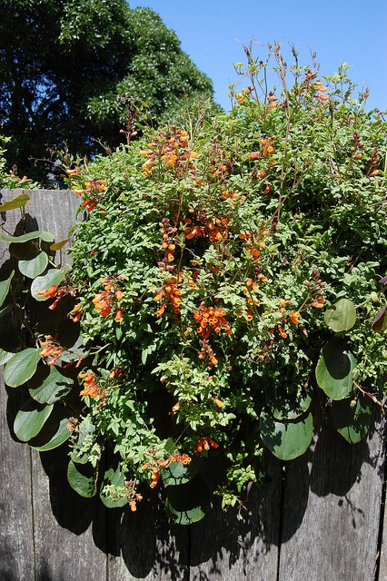 Eccremocarpus scaber