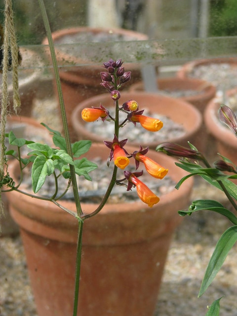 Eccremocarpus scaber