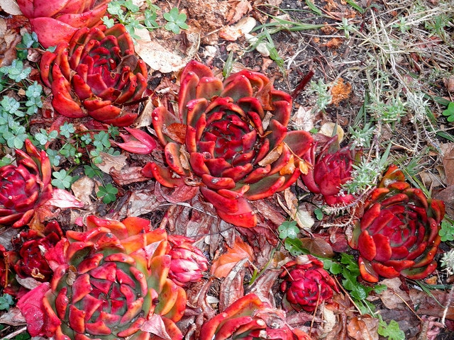 Echeveria agavoides