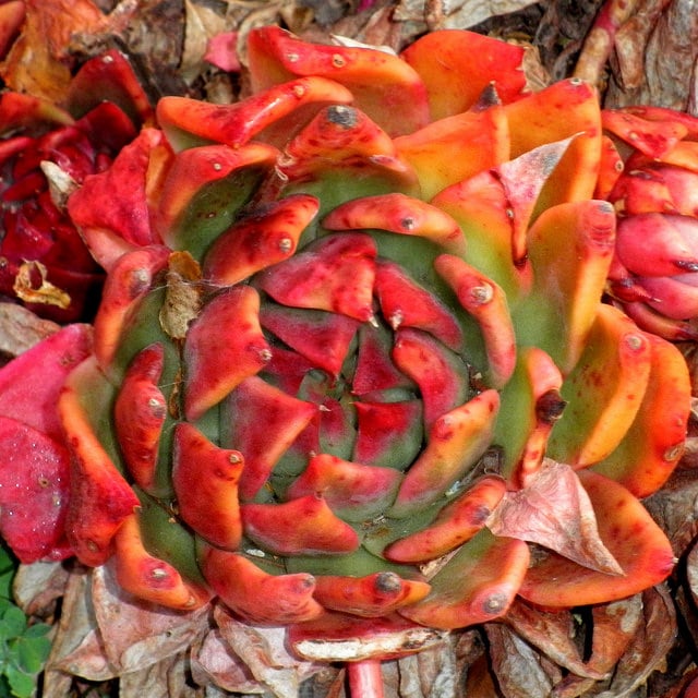 Echeveria agavoides