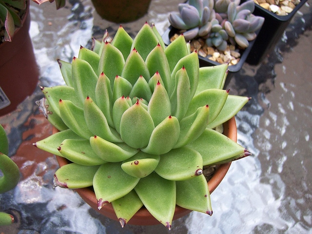 Echeveria agavoides