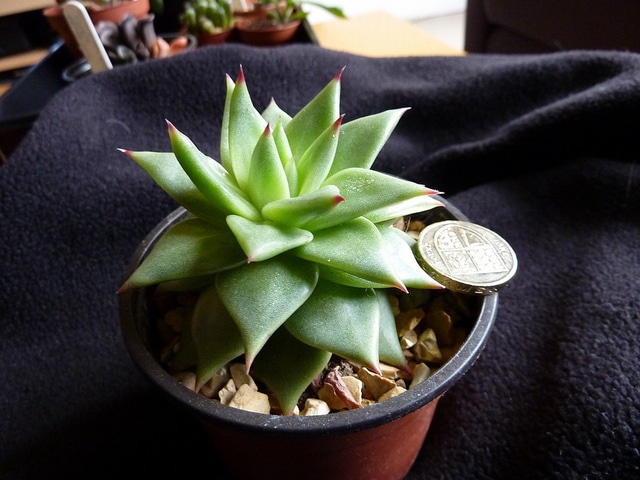 Echeveria agavoides