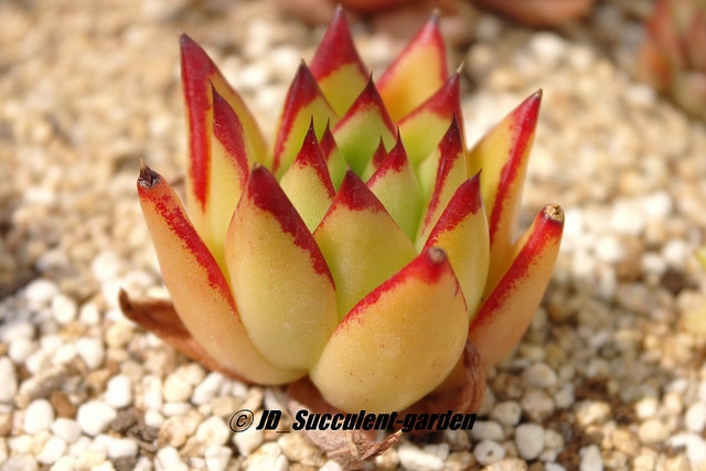 Echeveria agavoides