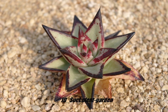 Echeveria agavoides (Echeveria agavoides)