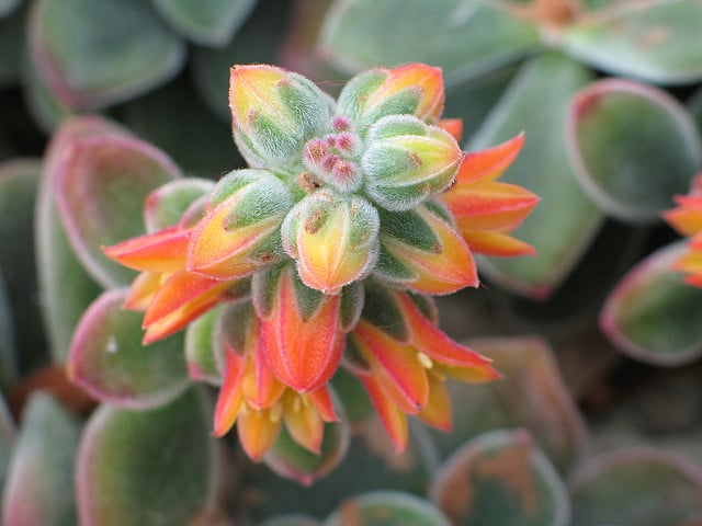 Echeveria coccinea