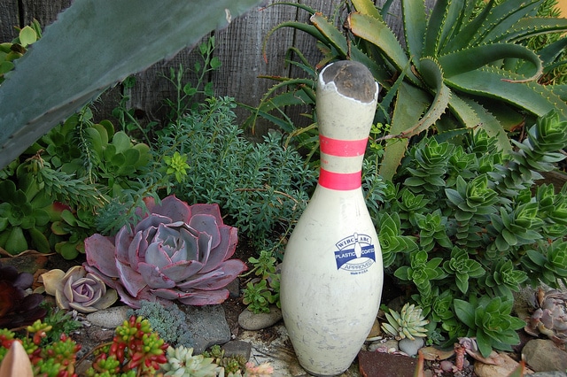 Echeveria coccinea