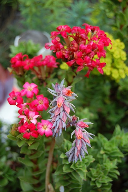 Echeveria coccinea