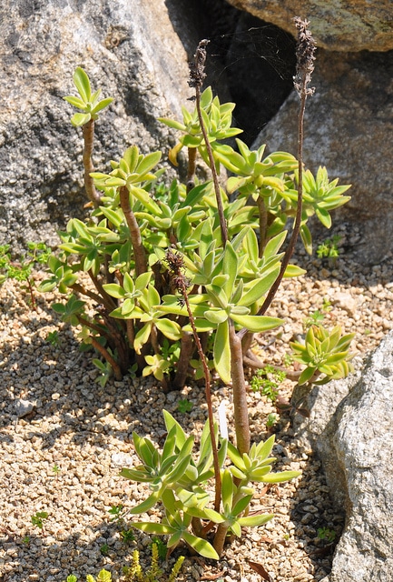 Echeveria coccinea