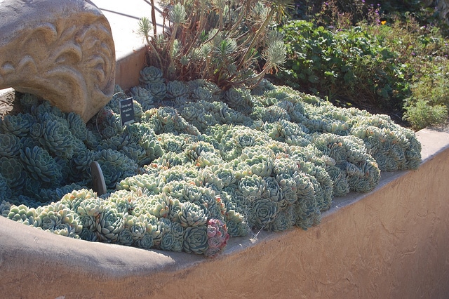 Echeveria elegans