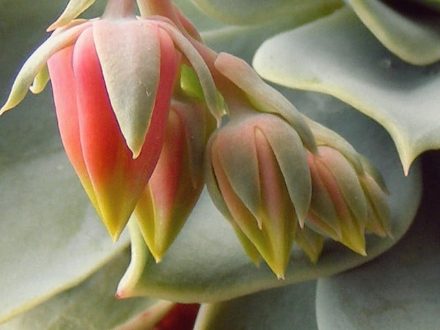 Echeveria elegans