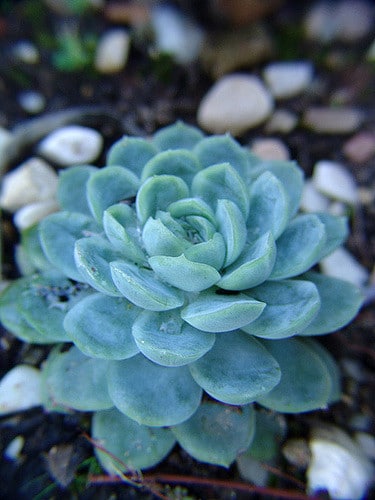 Echeveria elegans