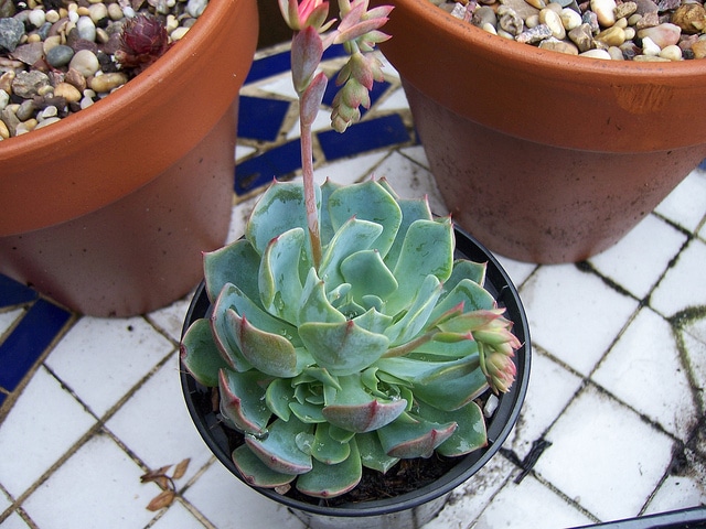 Echeveria elegans