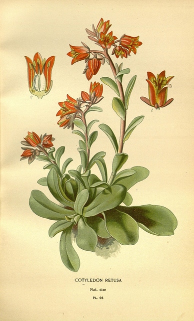 Echeveria fulgens