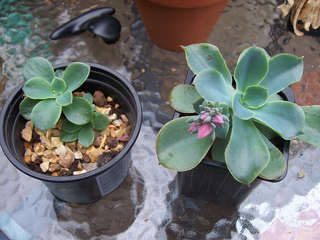 Echeveria fulgens