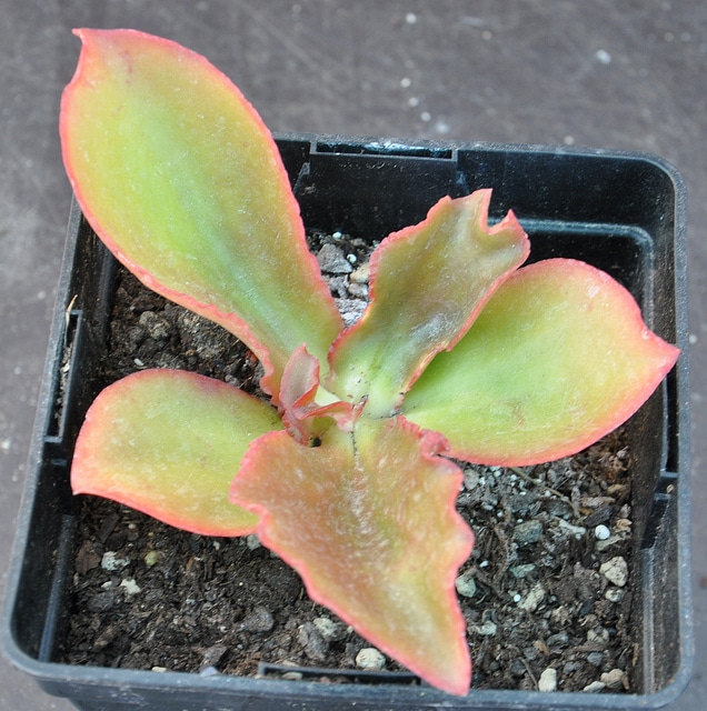 Echeveria fulgens