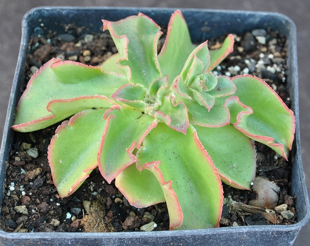 Echeveria fulgens