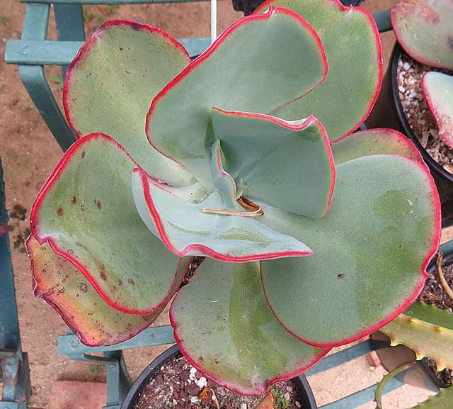 Echeveria gigantea
