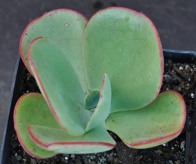 Echeveria gigantea